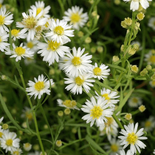 Des images de diff�rentes plantes